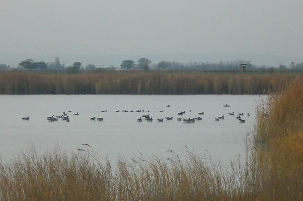 Ferienwohnungen Feldsee Illmitz Εξωτερικό φωτογραφία